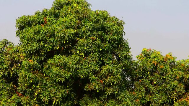 close up of mango fruit on a mango tree,many young green mangos on the mango tree in the garden,fruit King mango
