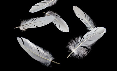 Group of White Bird Feathers Falling Down in The Dark. Black Background.	