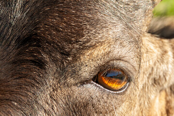 Close up of a deers eye and eyelashes