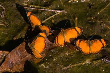 Close up of several yellow butterflies perched on the damp ground of the lake shore.