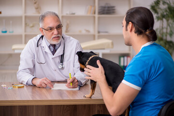 Old male vet doctor examining dog in the clinic