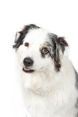 australian shepherd dog