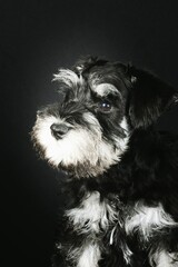 puppy isolated on black , miniature schnauzer 