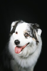 australian shepherd dog