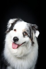 australian shepherd dog