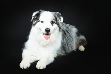australian shepherd dog