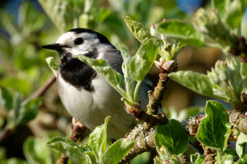 White wagtail (Motacilla alba) is a common and widespread small passerine bird.