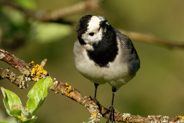 White wagtail (Motacilla alba) is a common and widespread small passerine bird.