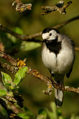 White wagtail (Motacilla alba) is a common and widespread small passerine bird.