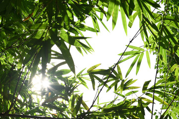 Bamboo leaves of bamboo and sunlight of the holiday.Nature tree concept.