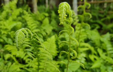 fern leaves