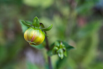 Azalea flower before blooming.