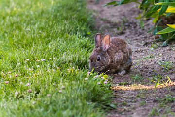 Wild hare eats grass and flowers in a garden