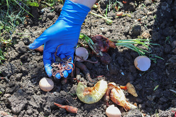 Vermicomposting. Using earthworm to decompose organic waste.