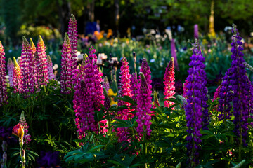 Pink and blue lupine flowers on flower bed in backlit in sunny day