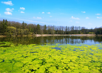 Green algae on the water surface of a pond. Spring landscape.