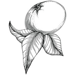 Mandarin sketch vector isolated. Hand drawn illustration fruit. Summer food engraved style retro. Detailed vintage vegetarian sketch. Great for your design  logo, emblem, label, poster, print, menu