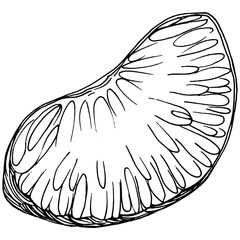 Mandarin sketch vector isolated. Hand drawn illustration fruit. Summer food engraved style retro. Detailed vintage vegetarian sketch. Great for your design  logo, emblem, label, poster, print, menu