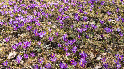 Purple Spring Flowers. Saffron field 
