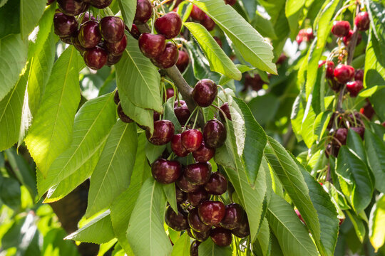 closeup of ripe dark red stella cherries hanging on cherry tree branch with green leaves and blurred background
