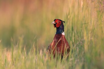 Beautiful common pheasant in the nature habitat. Wildlife scene from nature. Phasianus colchicus. beautiful male pheasant lit by evening light