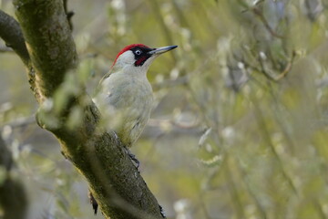Portrait of an beautiful european green woodpecker. Picus viridis.  Green woodpecker in the nature habitat