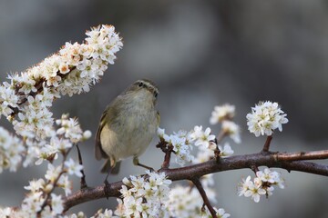 common chiffchaff sitting on a blossoming branch. Phylloscopus collybita. Song bird in the nature habitat.