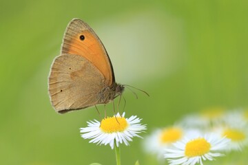 Butterfly meadow brown sitting on the white flower with light green background. (Maniola jurtina) Common butterfly in the nature habitat.