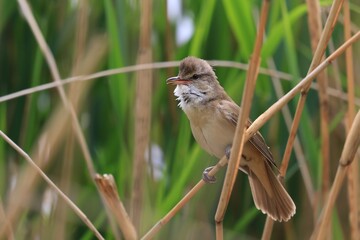 great reed warbler perched on reeds. Wildlife scene from nature. (Acrocephalus arundinaceus)