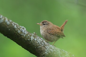 The Eurasian wren in the nature habitat. (Troglodytes troglodytes). Very small bird. Wildlife scene from czech nature.