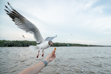 Woman hand feeding Seagull bird.  Seagull  flying to eat food from hand.