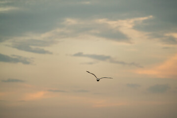 Fototapeta na wymiar Seagull flying in the cloudy sky.
