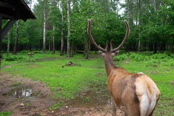 The rump of the red deer, the leader of the pack