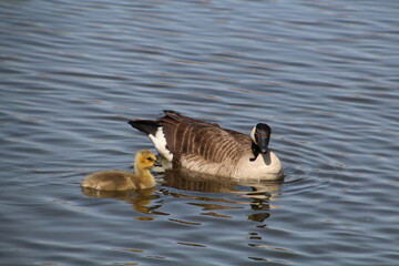 Gosling With It's Mother, Pylypow Wetlands, Edmonton, Alberta