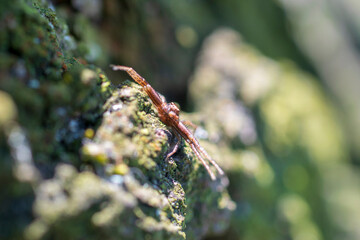Small sidewalk spider close up. Blurred background