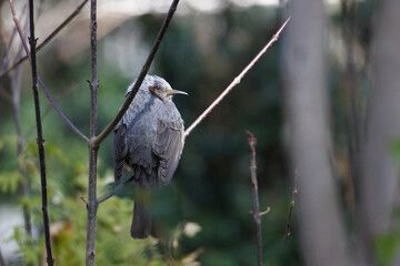 Brown eared bulbul is having a rest on the tree branch. Back shot.