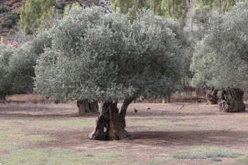 トルコ ギョクチェアダのオリーブの大木