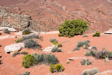 Desert plants growing along the canyon rim in Canyonlands National Park - Moab, Utah, USA