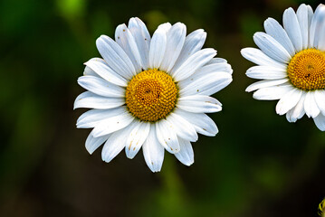 Fototapeta premium Blume