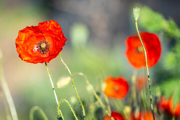 Obraz premium Blumenwiese