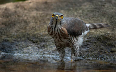 Crested Goshawk in natural 