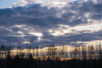 Fototapeta premium Orange sunset on a background of cloudy sky and tall trees.