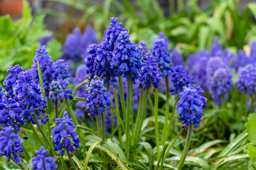 Grape hyacinth, muscari blue-purple with rain and dew drops in the grass in the garden with plants in the background.