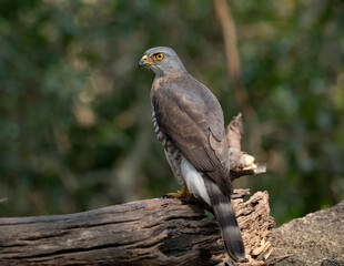 Crested Goshawk in natural 