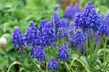 Grape hyacinth, muscari blue-purple with rain and dew drops in the grass in the garden with plants in the background.