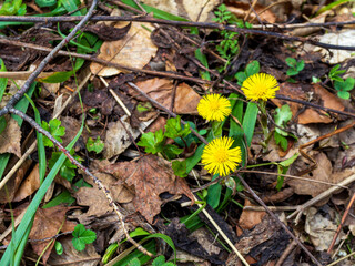 Spring in the mountains, the awakening of nature, primroses in their natural habitat, the period of mass flowering, in open areas of the forest.