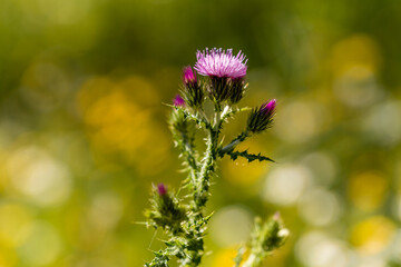 thistle flower in the Casa de Campo in Madrid