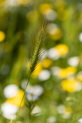 wild flowers and plants in Madrid