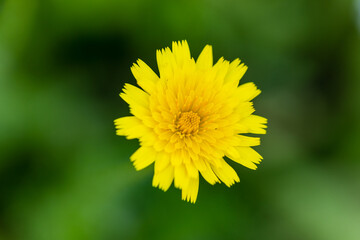 dandelion flower in the Casa de Campo