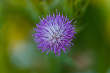 thistle flower in the Casa de Campo in Madrid